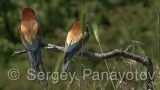 Video of European Bee-eater - European Bee-eater in nest period in Bulgaria